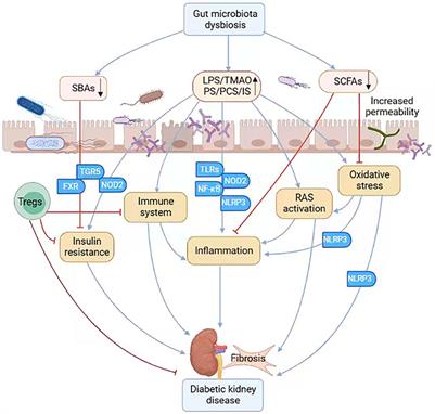 The role and mechanism of the gut microbiota in the development and treatment of diabetic kidney disease
